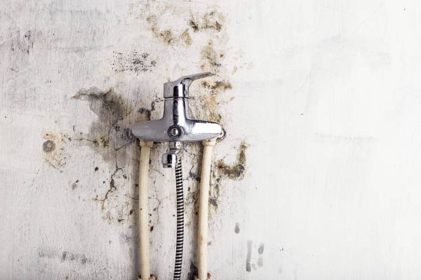 Trusted Crimora, VA Mold Removal Experts