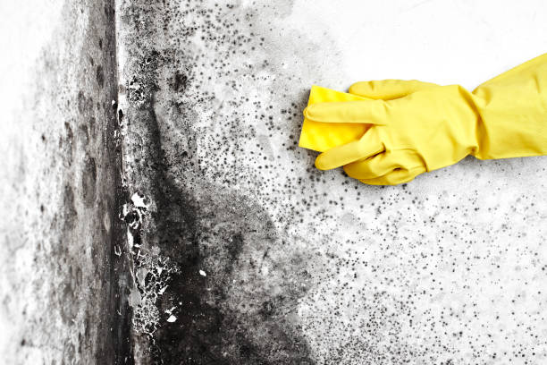Best Mold Remediation  in Crimora, VA