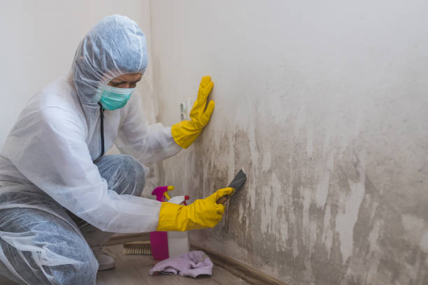 Best Certified Mold Removal  in Crimora, VA