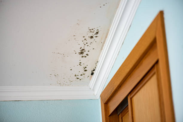Best Mold Damage Repair  in Crimora, VA