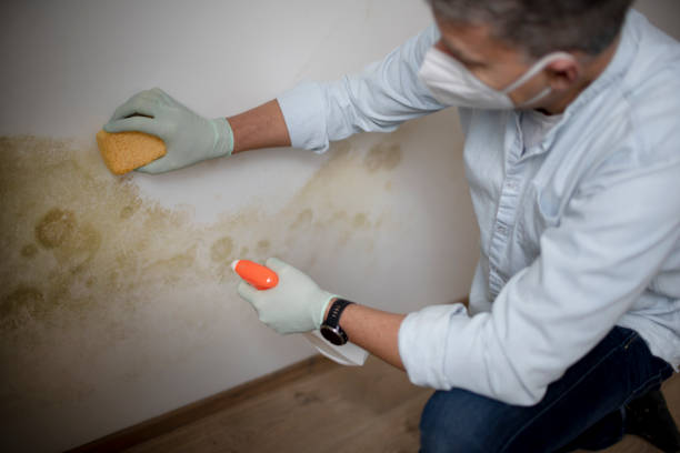 Best Mold Testing  in Crimora, VA