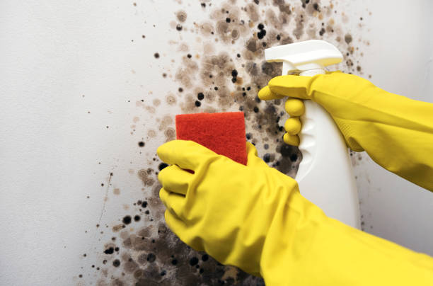Best Mold Removal Company Near Me  in Crimora, VA