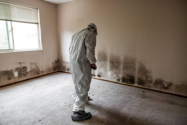 Best Mold Remediation  in Crimora, VA