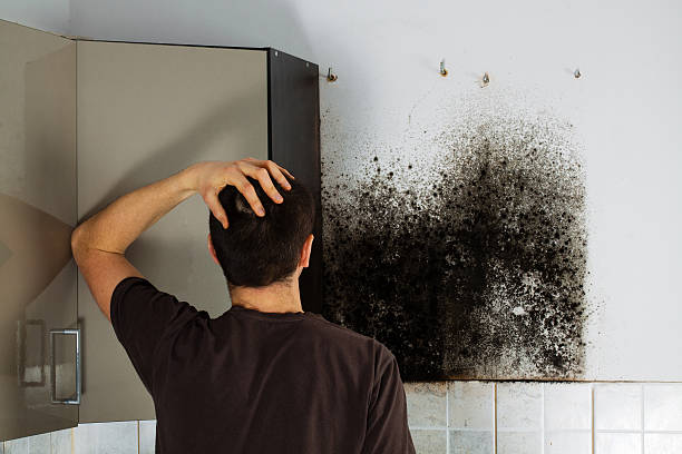 Certified Mold Removal in Crimora, VA